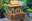 Gloryrose Image 2.jpg