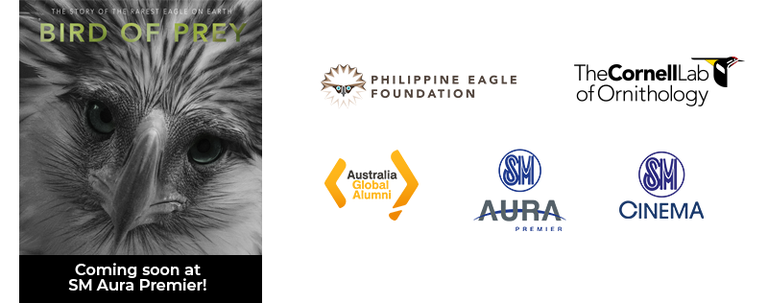 Philippine Eagle News Photo