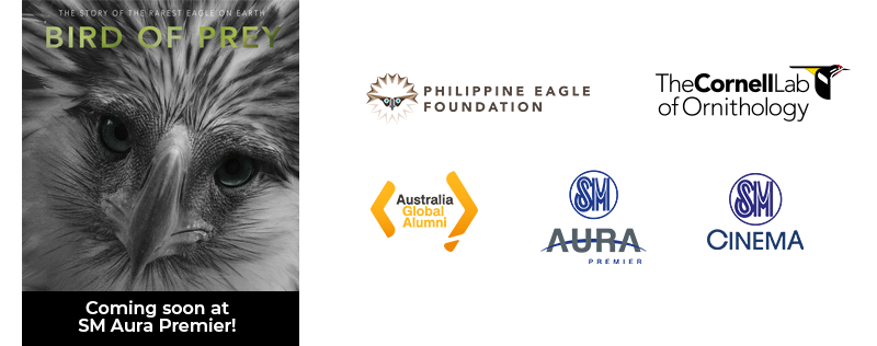 Philippine Eagle News Photo