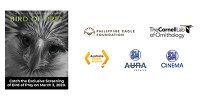 Help Us Save One of the Rarest Eagles in the World